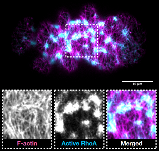 Actomyosin cortex of a one-cell Caenorhabditis elegans embryo