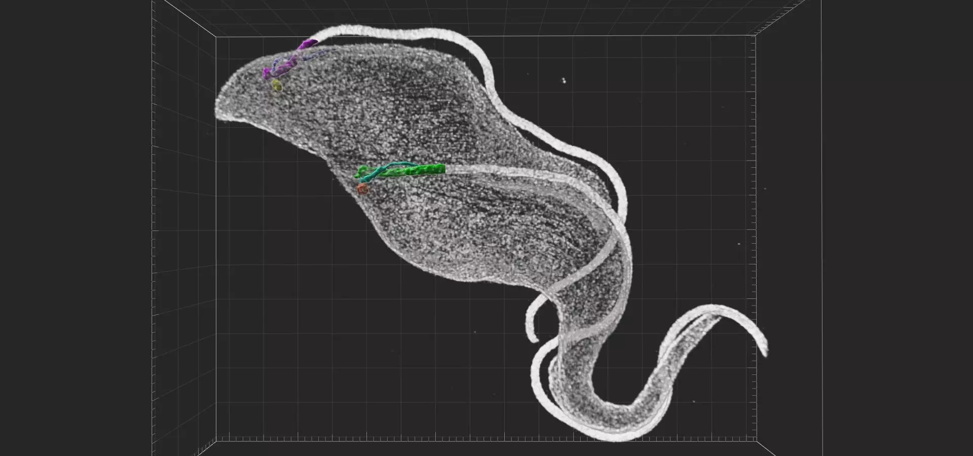 Cytoskeleton